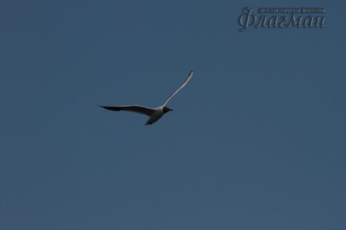 Canon EOS 7D_20190711_170951_r